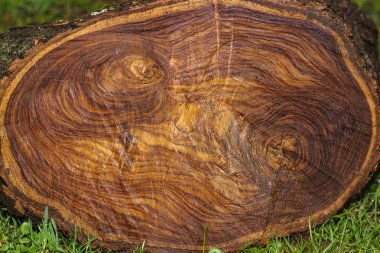 Ağaç, kesilen ahşap büyük bir güdük kesilmiş. Ahşap arka plan.