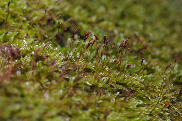 Muschio Verde Strada Macro Scatto Muschio Verde — Foto Stock