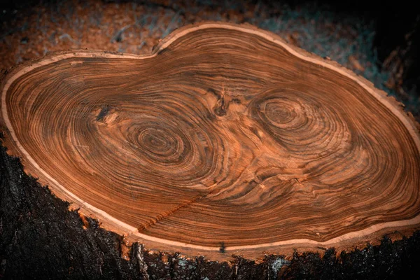 从砍伐的树上的一个大树桩 木材的背景 — 图库照片