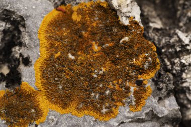 doğal taş üzerinde sarı moss.