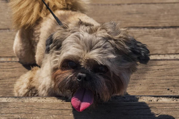 舌を突き出ている鎖の小さな犬 — ストック写真