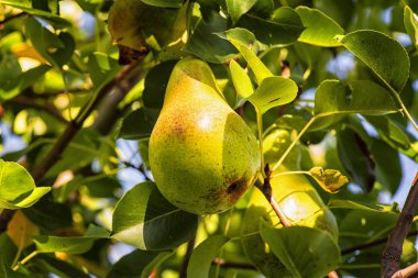 Olgun armut ağaç dal, sonbahar olgun meyve bir ağaç üzerinde asılı... Bir meyve bahçesinde güneş meyve ile Lad armut ağaçları