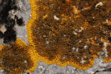 Eski bir gri duvar ve lekelerin üzerine yosun parçası. Arka plan duvar eski bir parçası. Beton parçası bir arka plan doku olarak mantar kaplı.