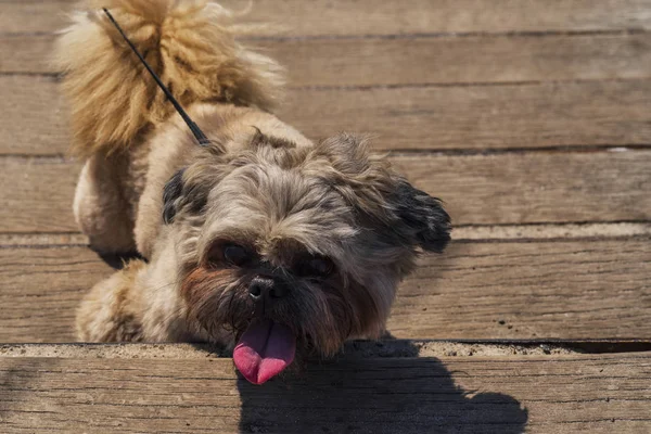 Pikines 犬が木の床に立っています — ストック写真