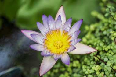 Garden.fuchsia magellanica çiçek Fuşya çiçeklenir asılı.