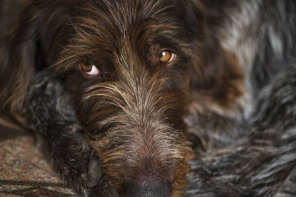 Perro de caza. Drathaar.Perro adulto marrón con ojos tristes. Un perro marrón, un perro de caza es un drathaar . — Foto de Stock