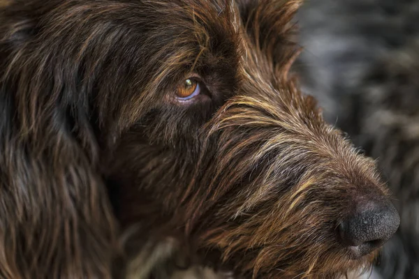 Perro de caza. Drathaar.Perro adulto marrón con ojos tristes. Un perro marrón, un perro de caza es un drathaar . — Foto de Stock