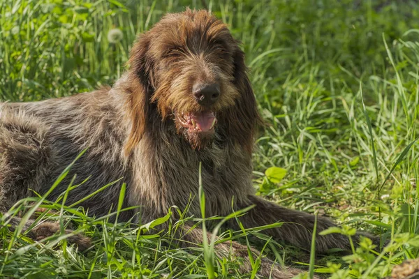 狩猟犬 Drathaar Brown 大人の犬の悲しい目と 茶色犬 狩猟犬は Drathaar 狩猟犬 — ストック写真