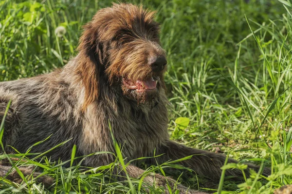 狩猟犬 Drathaar Brown 大人の犬の悲しい目と 茶色犬 狩猟犬は Drathaar 狩猟犬 — ストック写真