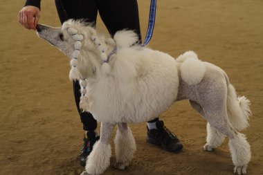 Köpek köpekler bir sergi, bir mavi yakalı beyaz bir kaniş. Beyaz kaniş
