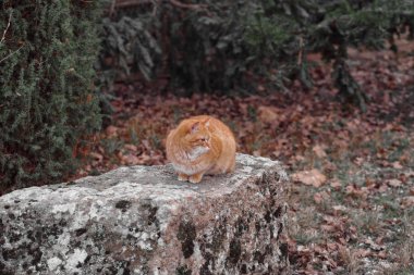 Kırmızı kedi ahşap sokakta. Kırmızı kedi.