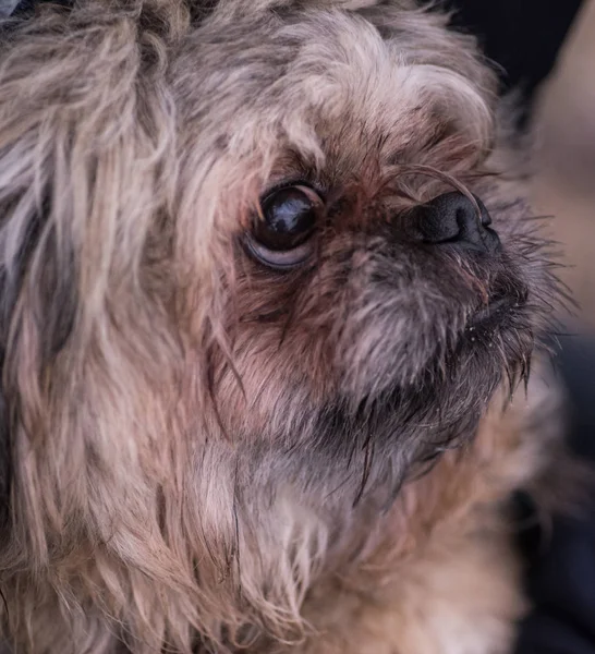 A small, red dog of Pekingese breed.The muzzle of a small Pekingese dog.