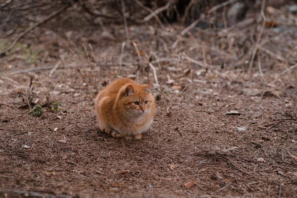 Kucing Merah Jalan Wood Red Kucing — Stok Foto