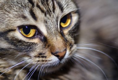 Sarı gözlü çizgili gri kedi.