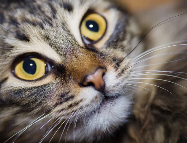 Gato Gris Rayado Con Ojos Amarillos —  Fotos de Stock