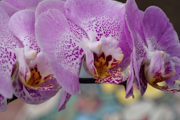 Violeta Flor Rosa Uma Orquídea Flor Orquídea Falaenopsis Rosa — Fotografia de Stock