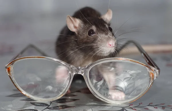 Dierlijke Grijze Muis Glazen — Stockfoto