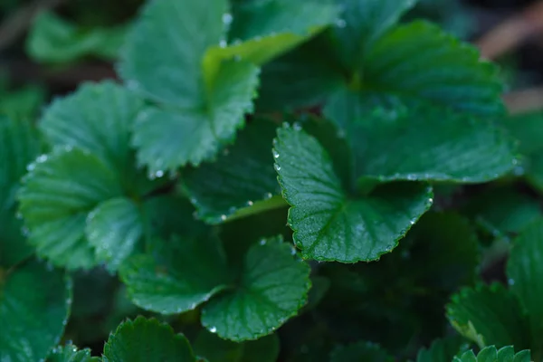 Gotas Orvalho Folhas Verdes Morango — Fotografia de Stock