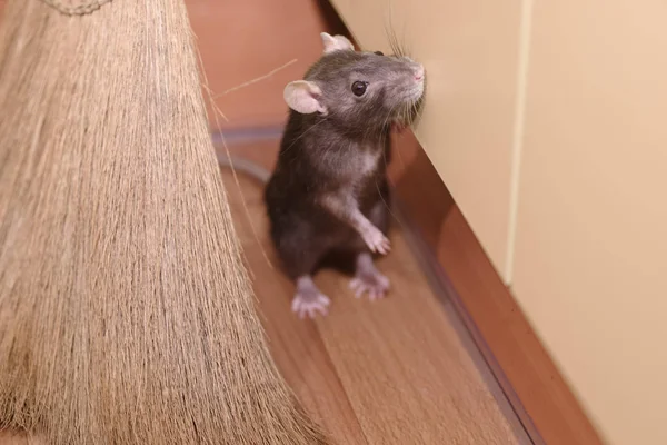 Die Graue Maus Versteckt Sich Für Einen Besen — Stockfoto