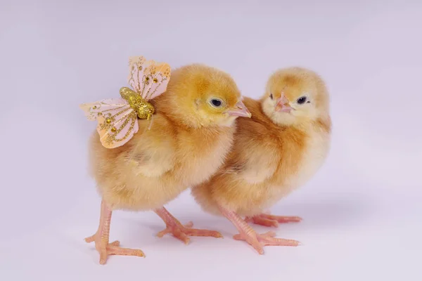 Μικρά Νεογέννητα Κοτόπουλα Κίτρινο Κοτόπουλα Τρώνε Κεχρί — Φωτογραφία Αρχείου