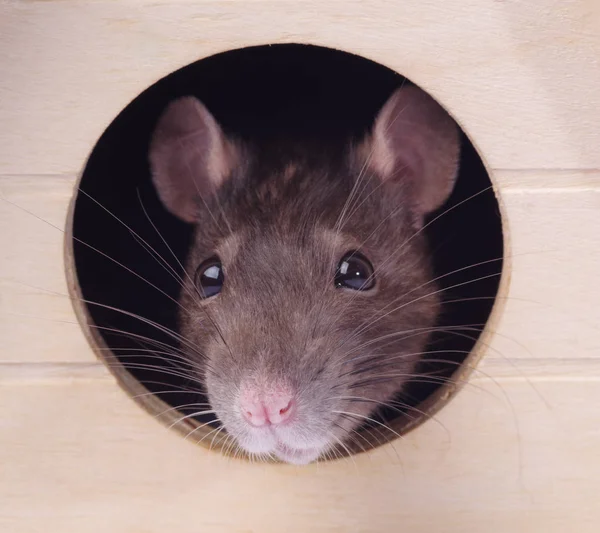 Grijze Rat Zitten Zijn Huis — Stockfoto