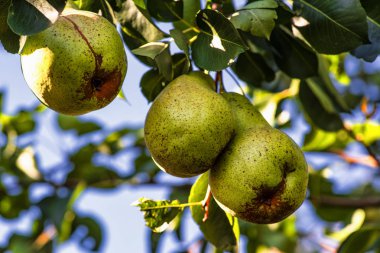 Olgun armut ağaç dal, sonbahar olgun meyve bir ağaç üzerinde asılı... Armut ağaçları güneşin ve bir meyve bahçesi meyve ile lad. Olgun armut .