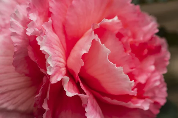 Bright Pinc Flowers Begonia Close Pinc Begonia — Stock Photo, Image