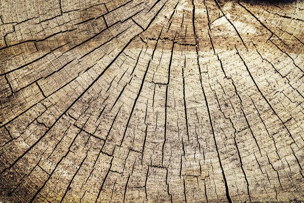 Cut tree A huge stump with cuts in it. Background from cut tree. Texture.Cut tree Huge stump with cuts in it. Background from cut tree. Texture.