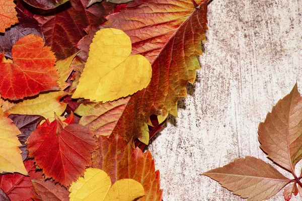 Farbenfrohe Herbstblätter Auf Grauem Hintergrund Hintergrund Der Herbstblätter — Stockfoto