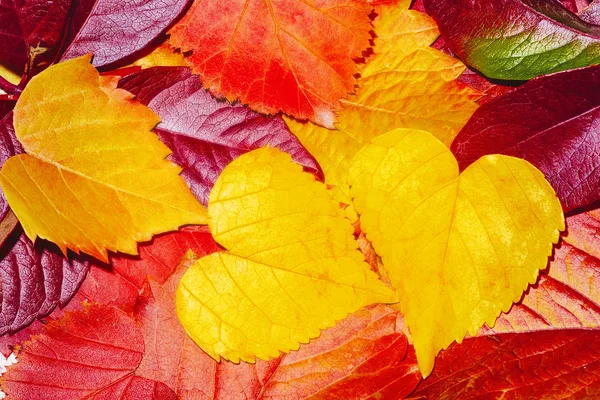 Hojas coloridas de otoño. Fondo de hojas de otoño. Hojas de primer plano.Fondo hecho de hojas de otoño . — Foto de Stock