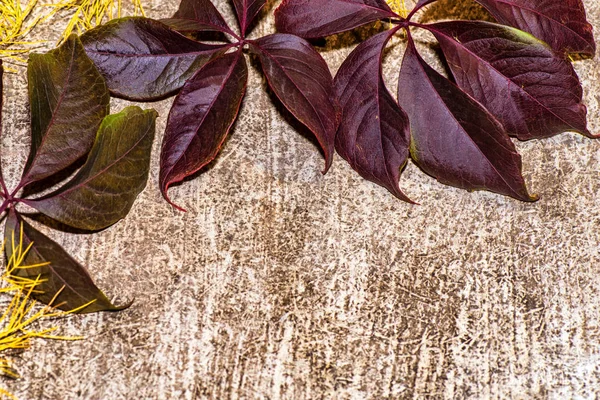 Färgglada höstlöv på en grå bakgrund. Bakgrund av höstlöv. Lämnar närbild. Höstfärger. — Stockfoto