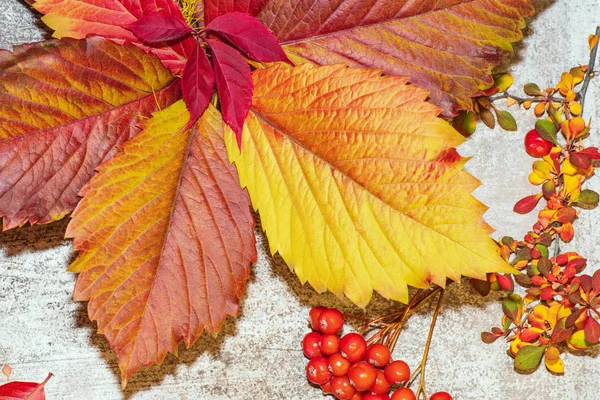 Farbenfrohe Herbstblätter auf grauem Hintergrund. Hintergrund der Herbstblätter. Blätter aus nächster Nähe. Herbstfarben. — Stockfoto