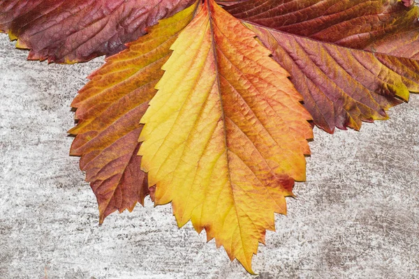 Farbenfrohe Herbstblätter auf grauem Hintergrund. Hintergrund der Herbstblätter. Blätter aus nächster Nähe. Herbstfarben. — Stockfoto