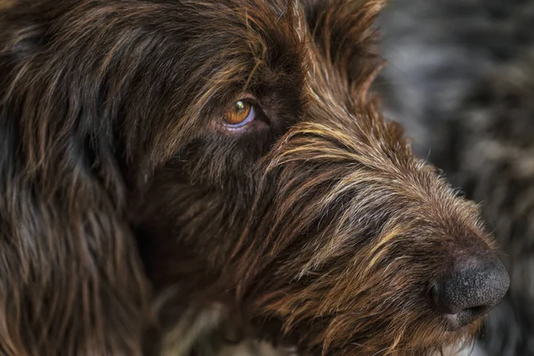 狩猟犬。Drathaar.Brown 大人の犬の悲しい目と。茶色の犬、狩猟犬は、drathaar です。. — ストック写真