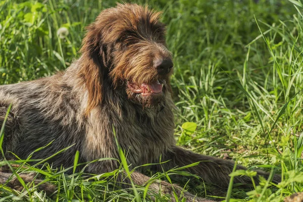 Perro de caza. Drathaar.Perro adulto marrón con ojos tristes. Un perro marrón, un perro de caza es un drathaar . — Foto de Stock