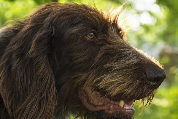 Perro de caza. Drathaar.Perro adulto marrón con ojos tristes. Un perro marrón, un perro de caza es un drathaar . — Foto de Stock