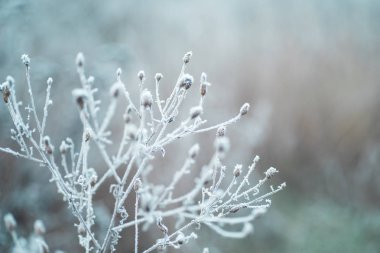 Kış arka plan ağaç yaprak kar dalları ile. Noel tebrik kartı. Frost'un üzerinde kış dallarında. Kış manzarası.