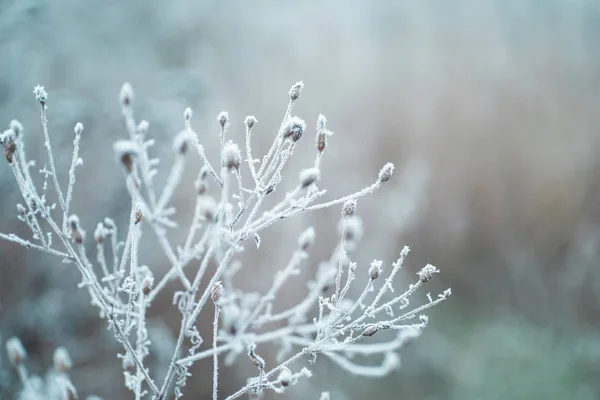 Kış arka plan ağaç yaprak kar dalları ile. Noel tebrik kartı. Frost'un üzerinde kış dallarında. Kış manzarası.