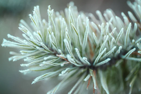 Fond Hiver Avec Des Branches Neige Feuilles Arbre Carte Voeux — Photo