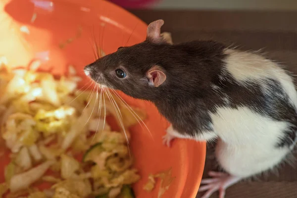 A rat sits on a table near a plate of food. Animal gray rat close-up sitting on a table - Stock Image - Everypixel A rat sits on a table near a plate of food. Animal gray rat close-up sitting on a table - Stock Image - Everypixel