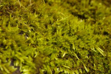 Tree.of yeşil yosun Cilt kapağı vahşi güzel yeşil yosun. Yeşil bitkiler yosun. Doku .