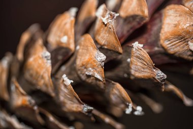 Koni arka plan. Çam kozalakları. Koni yakın çekim