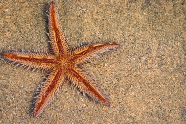 Deniz yıldızı kumun üzerinde yalan. Kum plajda yatan denizyıldızı.