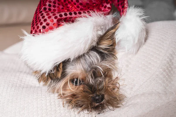 Small Dog New Year Hat Lying White Pillow Funny Dog — Stock Photo, Image