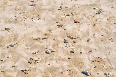 Kumlu sahilde deniz kabukları. Deniz kabukları ve taşlar deniz sarı sahilde.