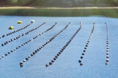 Okyanus, üretim ve yetiştirme inci okyanusta inci satırda. Peyzaj ve inci aqua ekimi Shima Japonya Tarım.