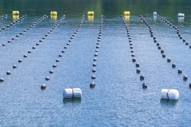 Okyanus, üretim ve yetiştirme inci okyanusta inci satırda. Peyzaj ve inci aqua ekimi Shima Japonya Tarım.