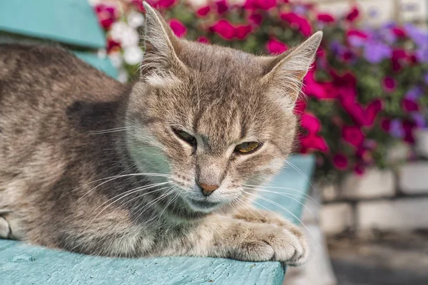 Gatto Grigio Siede Una Panchina Legno Vicino Alla Casa Carino — Foto Stock