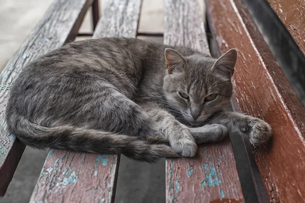 Gato Gris Sienta Banco Madera Cerca Casa Lindo Gato Gris —  Fotos de Stock