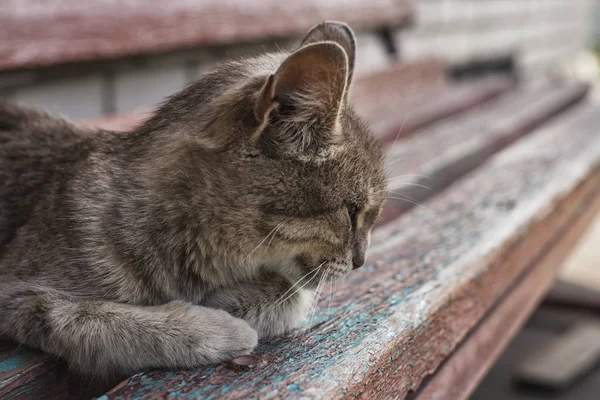 Gatto Grigio Siede Una Panchina Legno Vicino Alla Casa Carino — Foto Stock